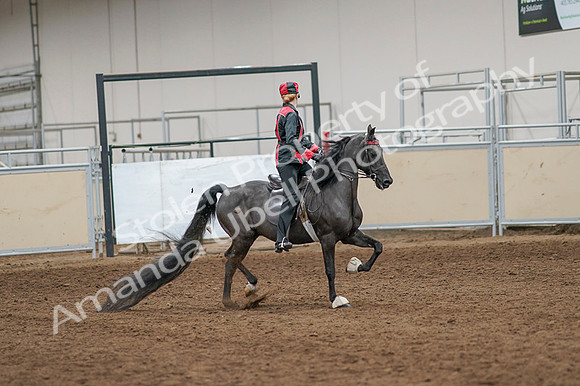 2020 - AB Morgan Horse - Fri, Sept 04 - 08706