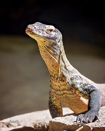 Zoo - 044