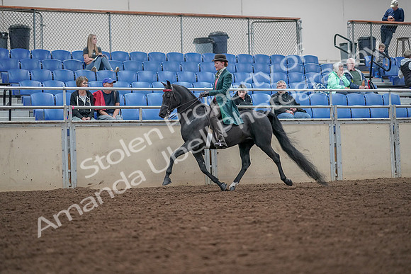 2019 Morgan Horse Show - Aug 30, 2019 - 15482