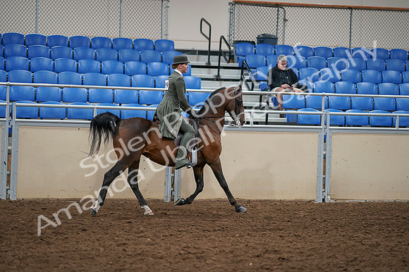 2020 - AB Morgan Horse - Fri, Sept 04 - 03450