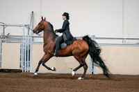 2020 - AB Morgan Horse - Sat, Sept 05 - 06701