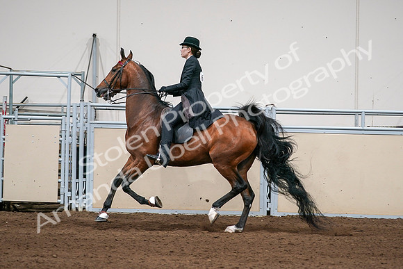 2020 - AB Morgan Horse - Sat, Sept 05 - 06701