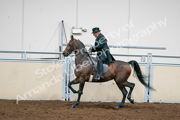 2020 - AB Morgan Horse - Sat, Sept 05 - 08020