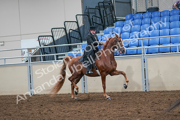 2020 - AB Morgan Horse - Sat, Sept 05 - 08250