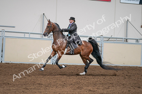 2020 - AB Morgan Horse - Sat, Sept 05 - 13001