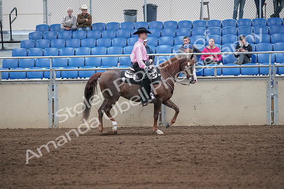 2019 Morgan Horse Show - Sept 01, 2019 - 07162