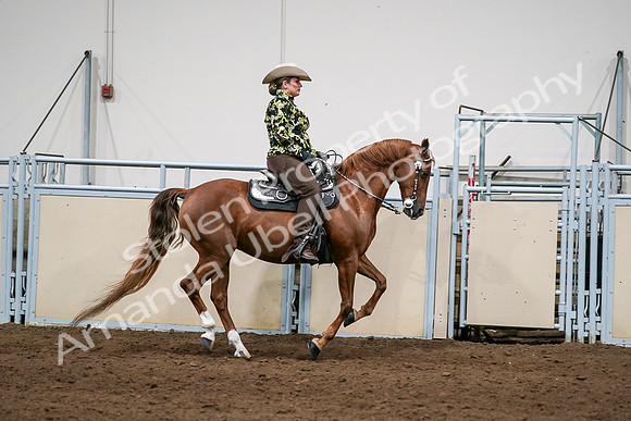 2020 - AB Morgan Horse - Sat, Sept 05 - 08933