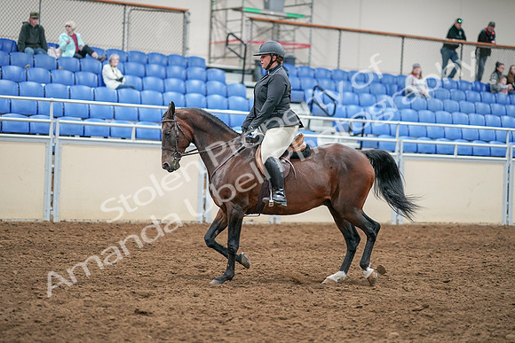 2020 - AB Morgan Horse - Sat, Sept 05 - 14300
