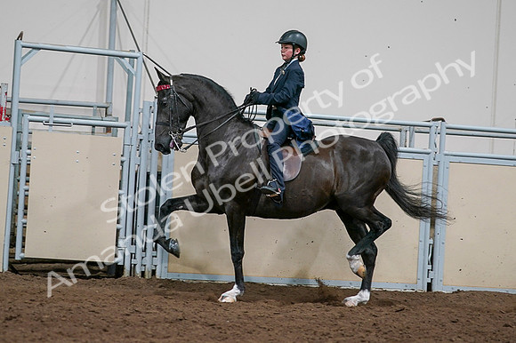 2020 - AB Morgan Horse - Fri, Sept 04 - 03242