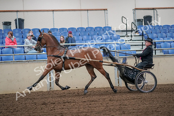 2019 Morgan Horse Show - Aug 30, 2019 - 13329