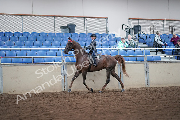 2019 Morgan Horse Show - Aug 30, 2019 - 17812