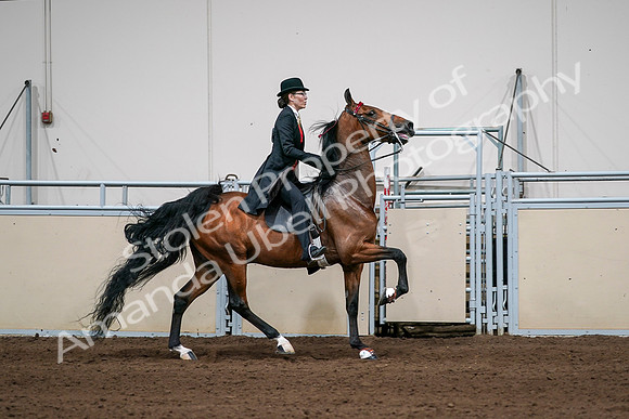 2020 - AB Morgan Horse - Sat, Sept 05 - 06839
