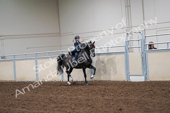 2020 - AB Morgan Horse - Fri, Sept 04 - 03120