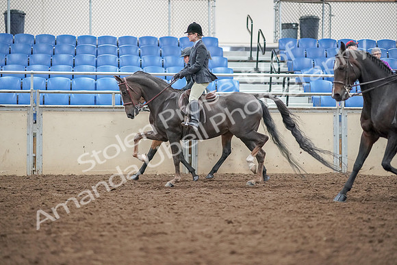 2019 Morgan Horse Show - Aug 30, 2019 - 20229