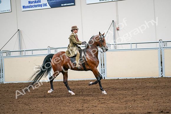 2020 - AB Morgan Horse - Sat, Sept 05 - 08186