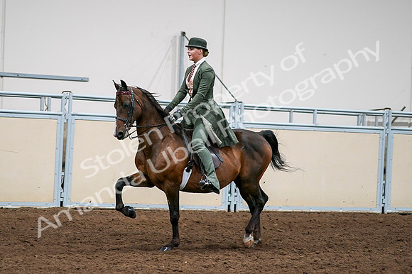 2020 - AB Morgan Horse - Fri, Sept 04 - 03294