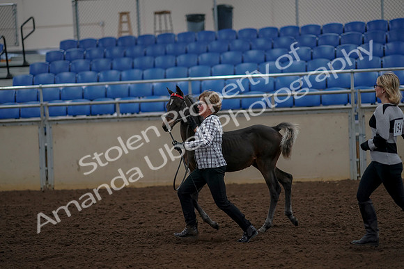 2019 Morgan Horse Show - Aug 30, 2019 - 24730