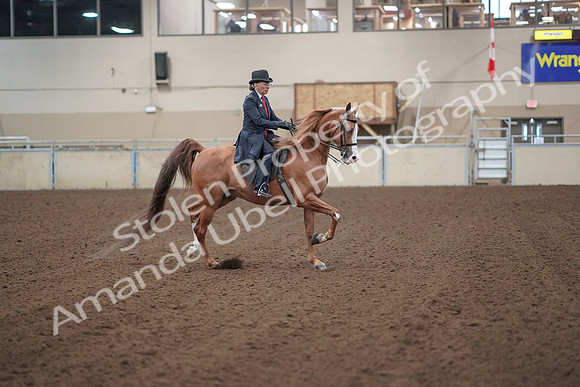 2019 Morgan Horse Show - Sept 01, 2019 - 12068