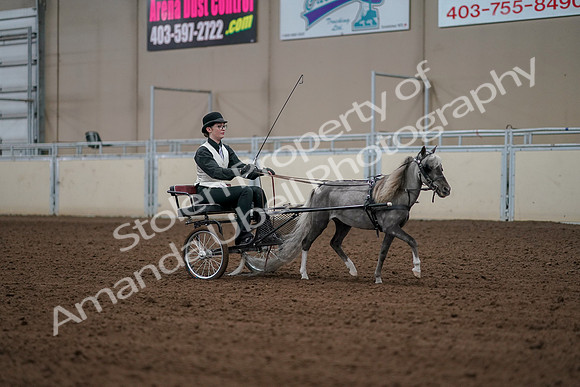 2019 Morgan Horse Show - Aug 30, 2019 - 13404