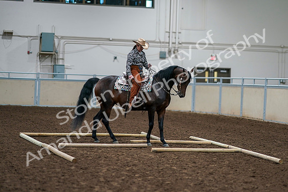 2020 - AB Morgan Horse - Fri, Sept 04 - 00373