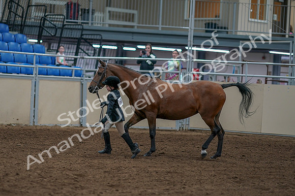 2020 - AB Morgan Horse - Fri, Sept 04 - 00755