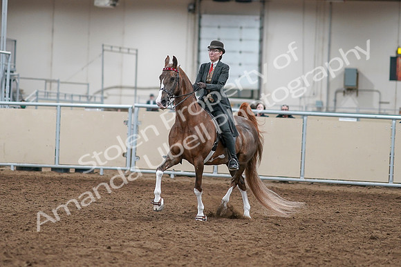 2020 - AB Morgan Horse - Sat, Sept 05 - 12943