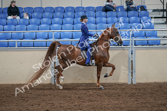 2020 - AB Morgan Horse - Fri, Sept 04 - 05261