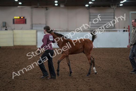 2019 Morgan Horse Show - Aug 30, 2019 - 24804
