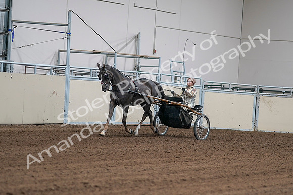 2020 - AB Morgan Horse - Sat, Sept 05 - 05862