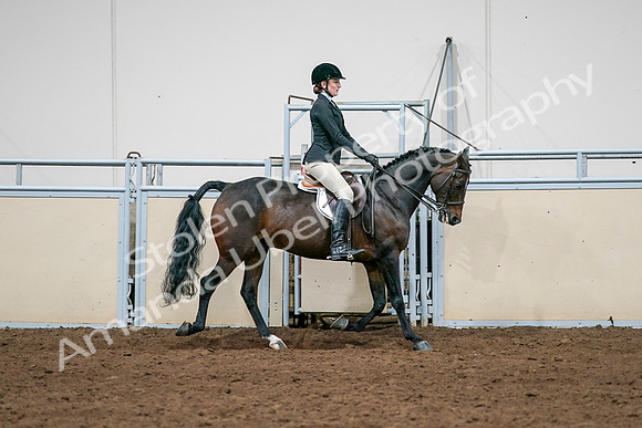 2020 - AB Morgan Horse - Sat, Sept 05 - 14572