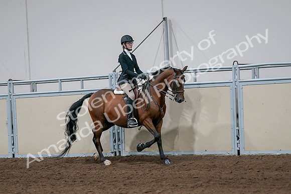 2020 - AB Morgan Horse - Fri, Sept 04 - 05997