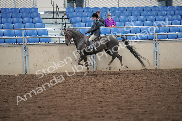 2019 Morgan Horse Show - Aug 30, 2019 - 20494