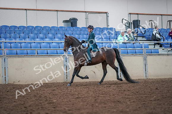 2019 Morgan Horse Show - Aug 30, 2019 - 17886