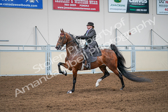 2020 - AB Morgan Horse - Sat, Sept 05 - 13182