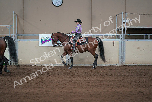2019 Morgan Horse Show - Sept 01, 2019 - 06880