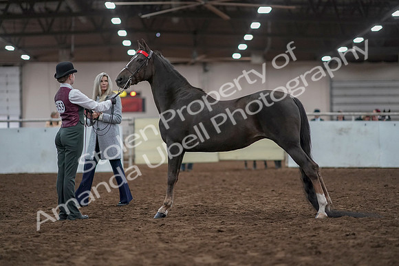 2019 Morgan Horse Show - Aug 31, 2019 - 02008