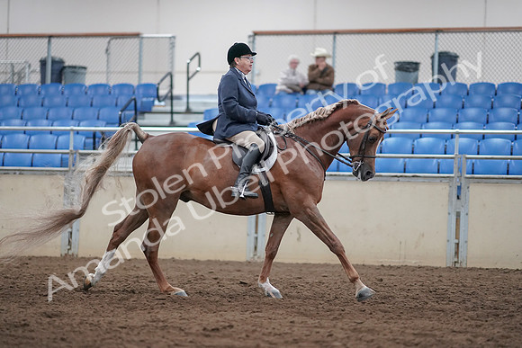 2019 Morgan Horse Show - Sept 01, 2019 - 08865