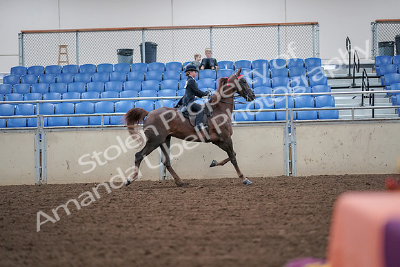 2019 Morgan Horse Show - Aug 30, 2019 - 18059