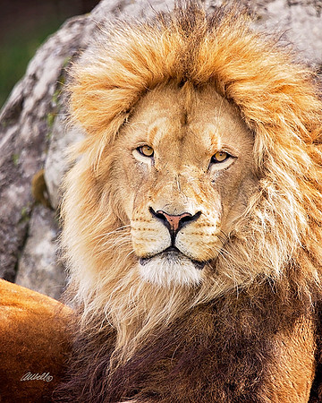 Big Cats - 027
