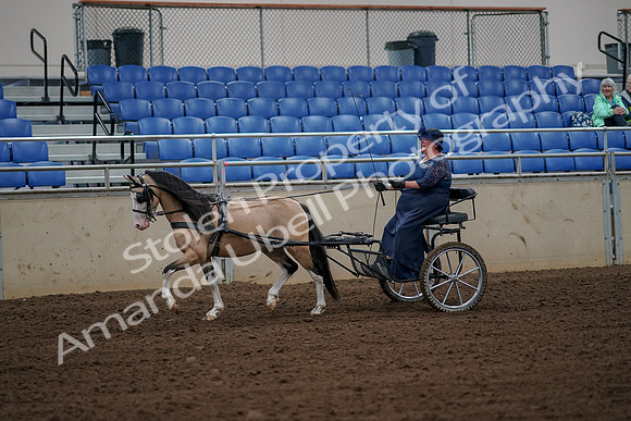 2019 Morgan Horse Show - Aug 30, 2019 - 13113