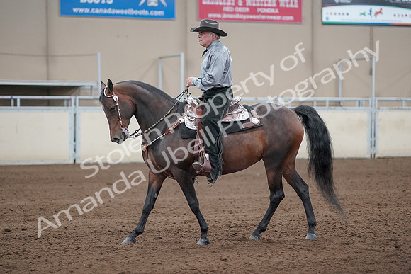 2019 Morgan Horse Show - Sept 01, 2019 - 07227