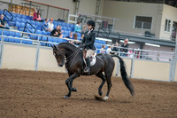 2020 - AB Morgan Horse - Fri, Sept 04 - 05804