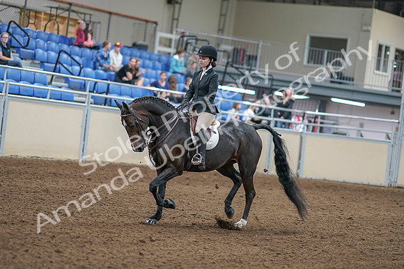 2020 - AB Morgan Horse - Fri, Sept 04 - 05804