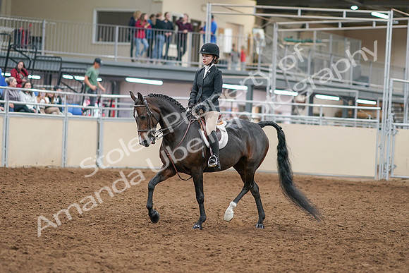 2020 - AB Morgan Horse - Sat, Sept 05 - 14264