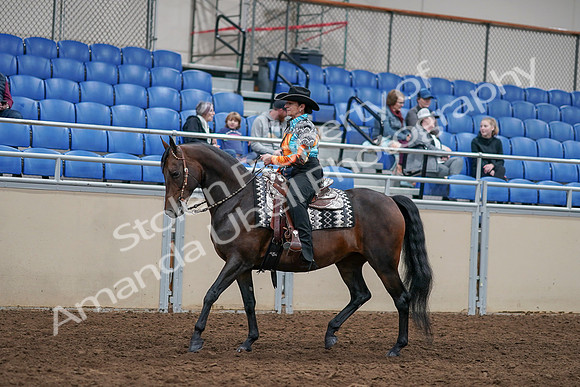 2020 - AB Morgan Horse - Sun, Sept 06 - 07486