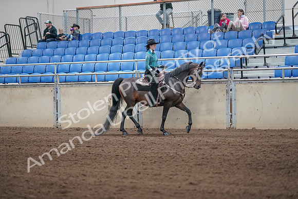 2019 Morgan Horse Show - Sept 01, 2019 - 07094