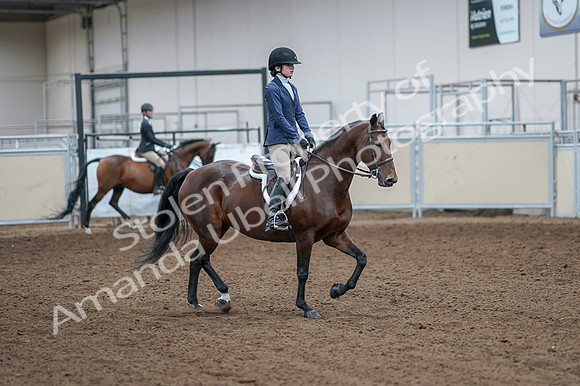 2020 - AB Morgan Horse - Fri, Sept 04 - 05966