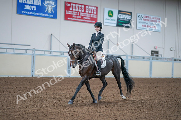 2020 - AB Morgan Horse - Fri, Sept 04 - 06168