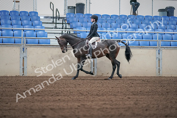 2019 Morgan Horse Show - Sept 01, 2019 - 03704