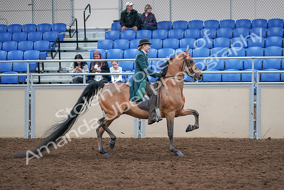 2020 - AB Morgan Horse - Sat, Sept 05 - 13896